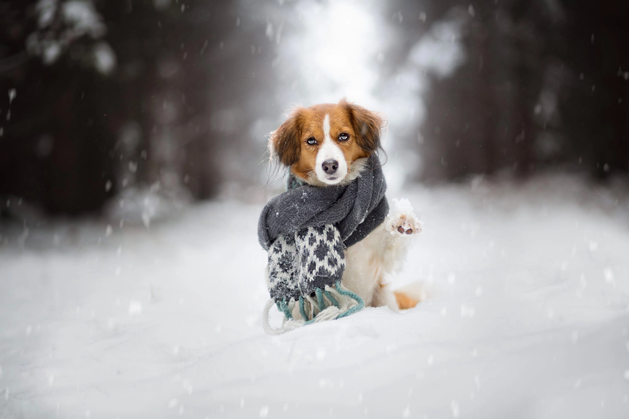 Dog sitting in the snow with a scarf on, paw in the air