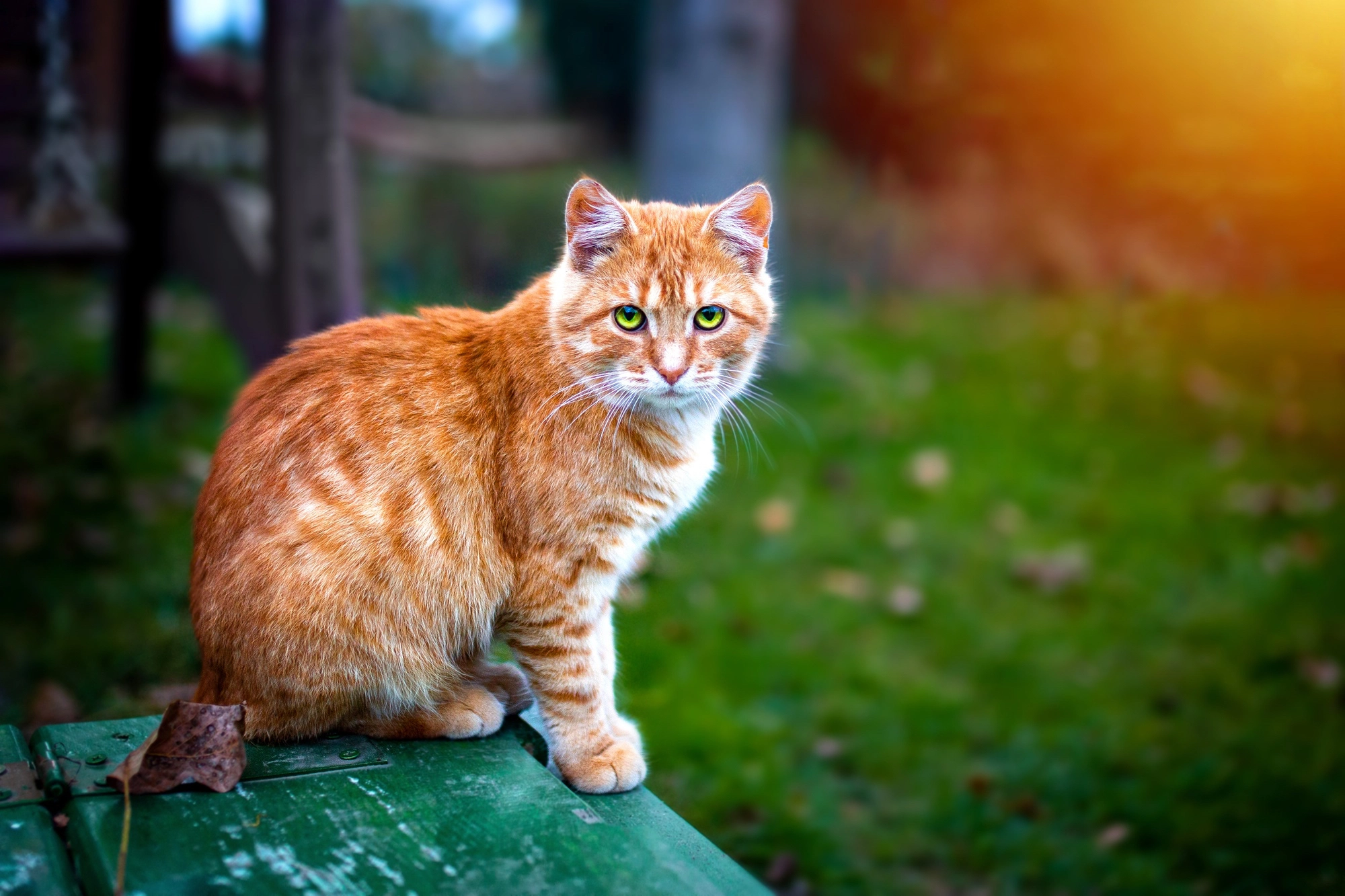A cat standing on a bench