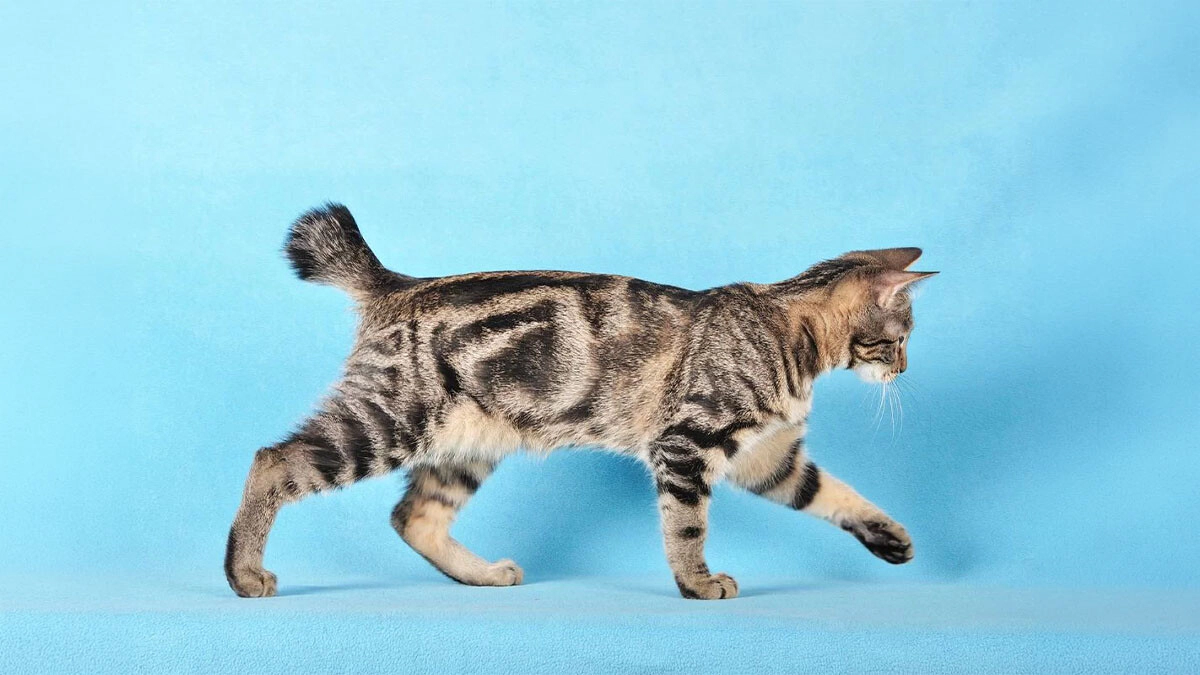 Japanese Bobtail Cat Characteristics, Care and Temperament