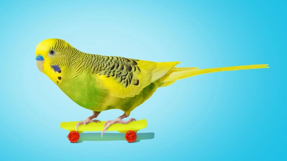 Things to Consider When Choosing Bird Food