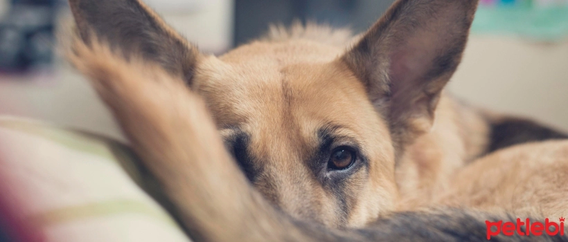 Why Do Dogs Hide?