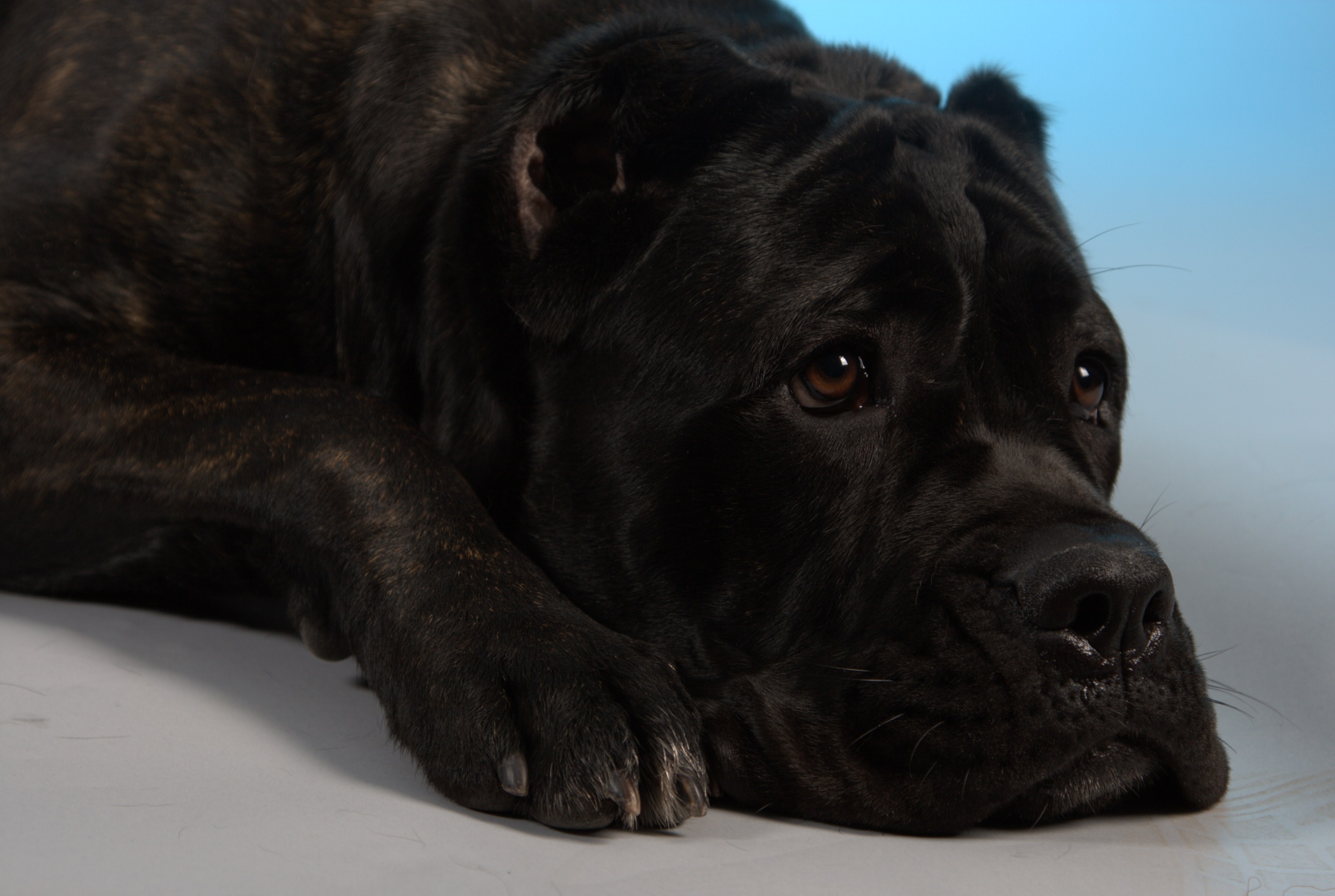 Black dog lying on the ground