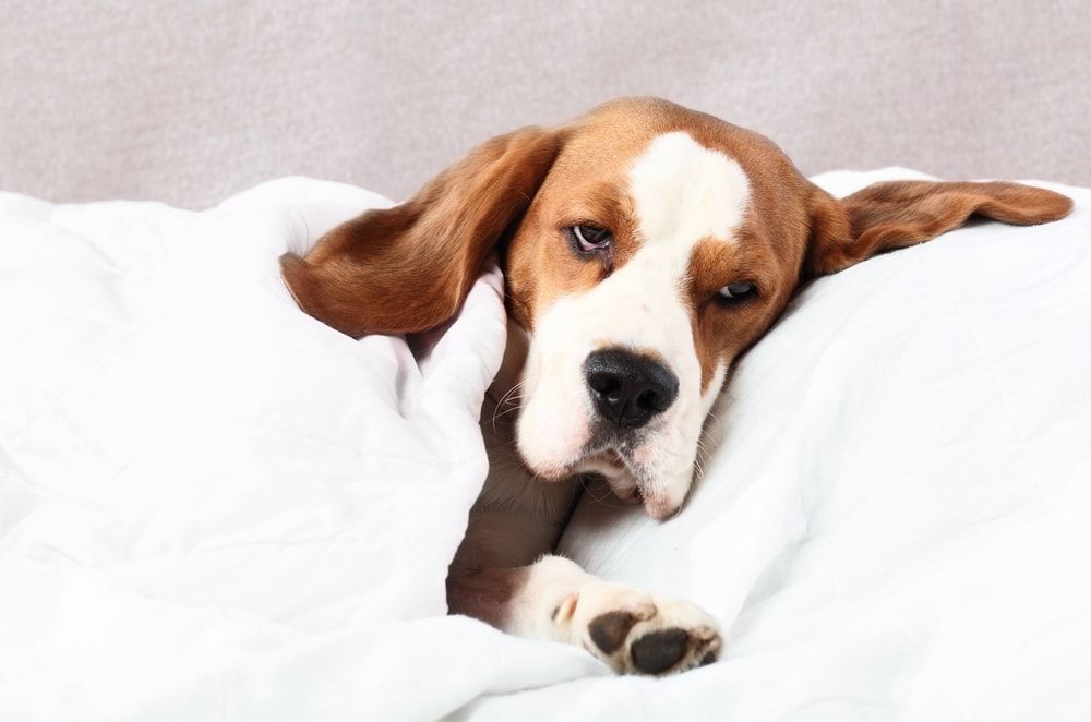 Beagle dog lying on a white sheet