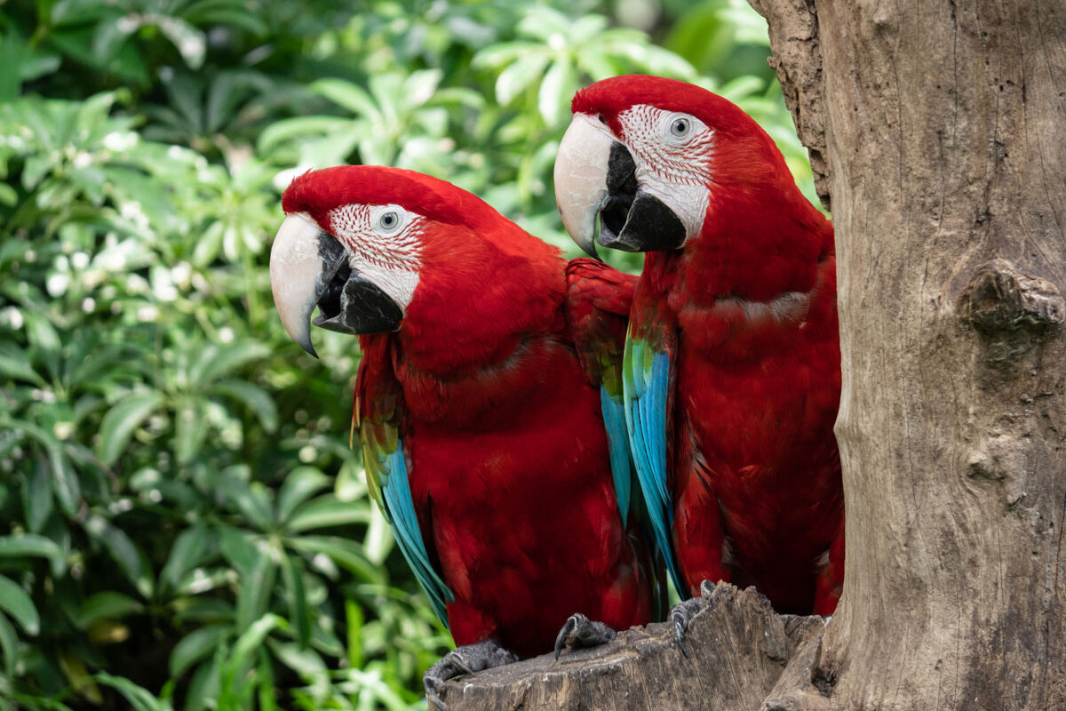 Parrots with eye-catching red feathers