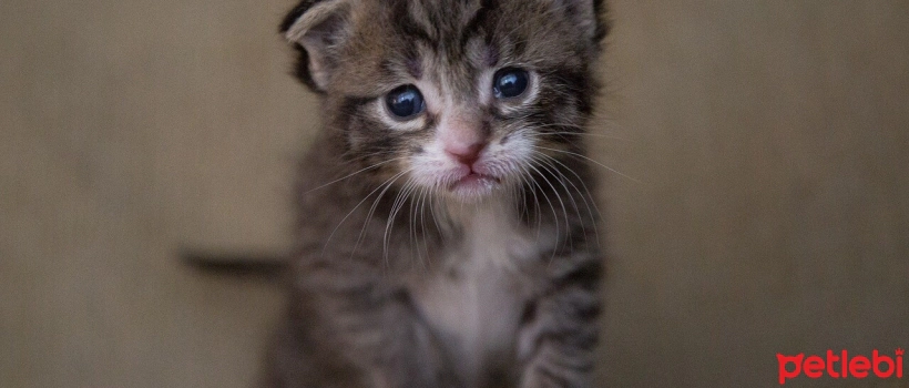 Caring for Orphaned Kittens