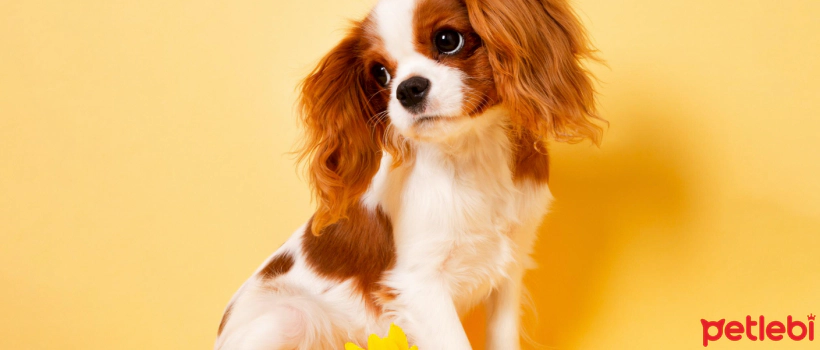 Do Dogs Menstruate? Menstrual Cycle in Dogs