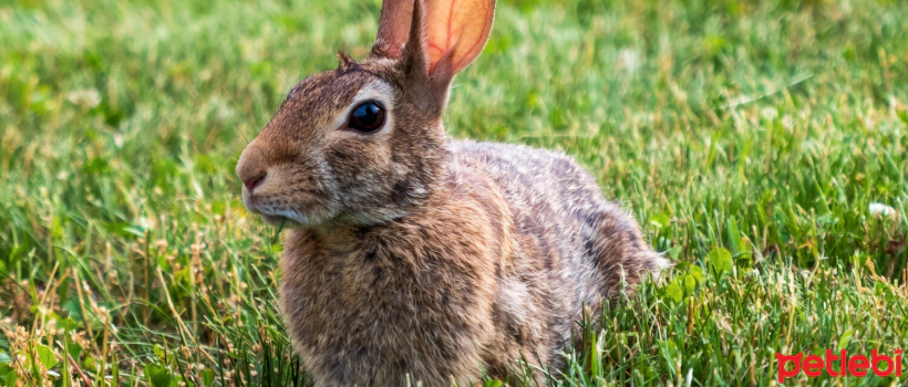 5 Ways to Keep Your Rabbit Healthy and Happy for Many Years