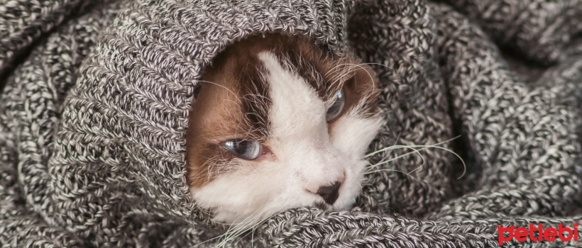 What is FIV in Cats, What are its Symptoms?