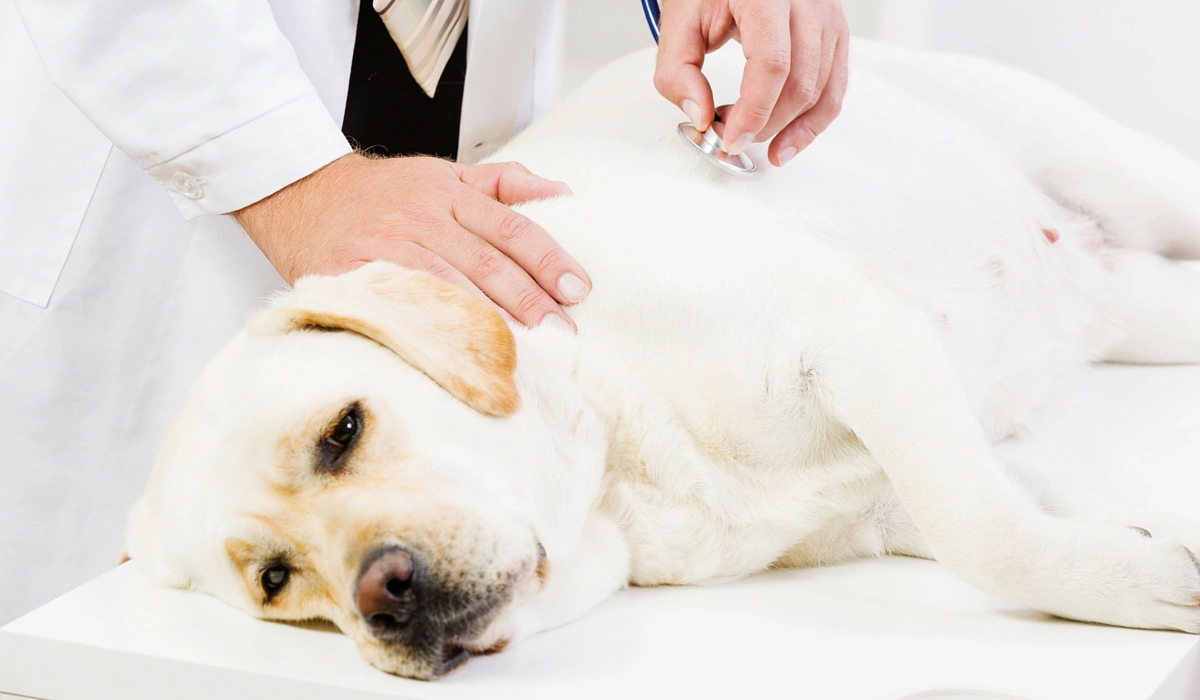 Dog undergoing physical examination