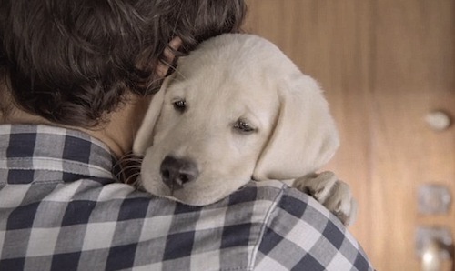 Suggestions for Dog Owners Who Spend Little Time Home 2