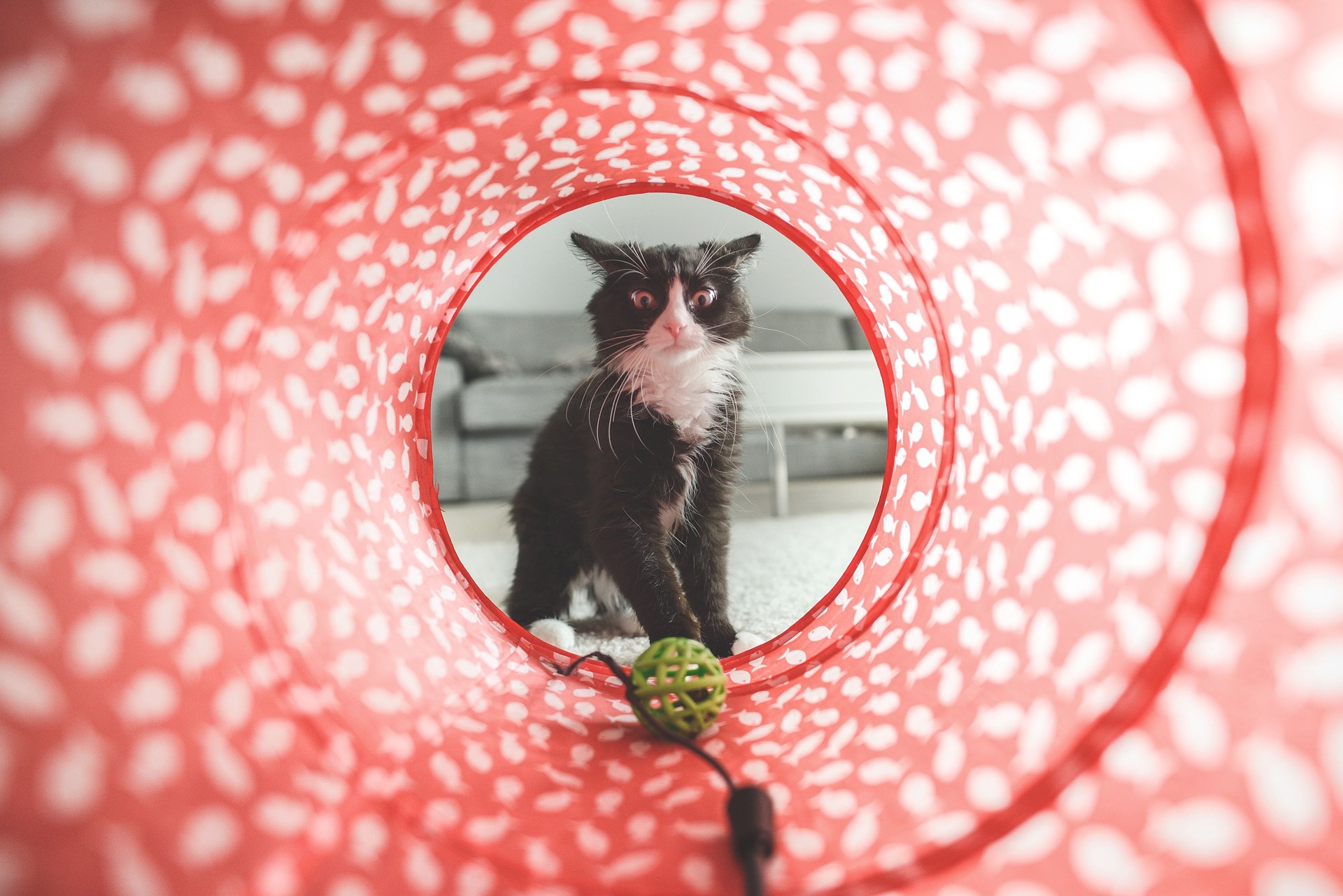 Cats and tunnels