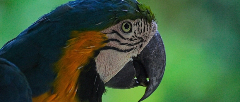 What is a Beak Stone, and What is it Used For?