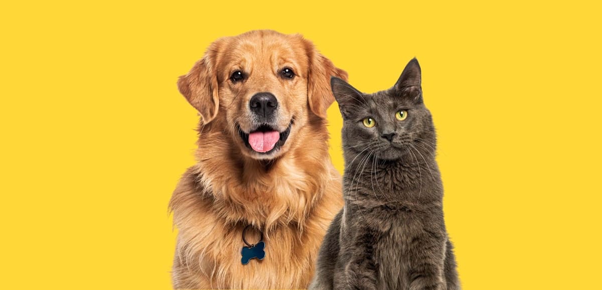 Golden and gray cat standing against a yellow background
