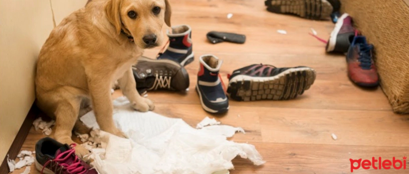 Most Common Behavioral Problems in Dogs