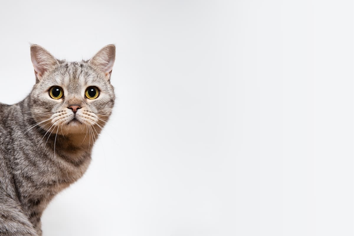 Curious grey tabby