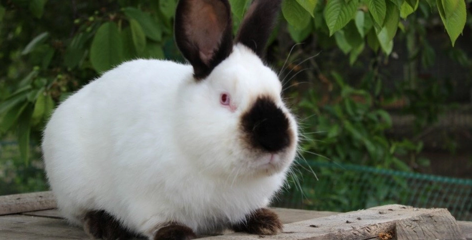 Adult Himalayan Rabbit