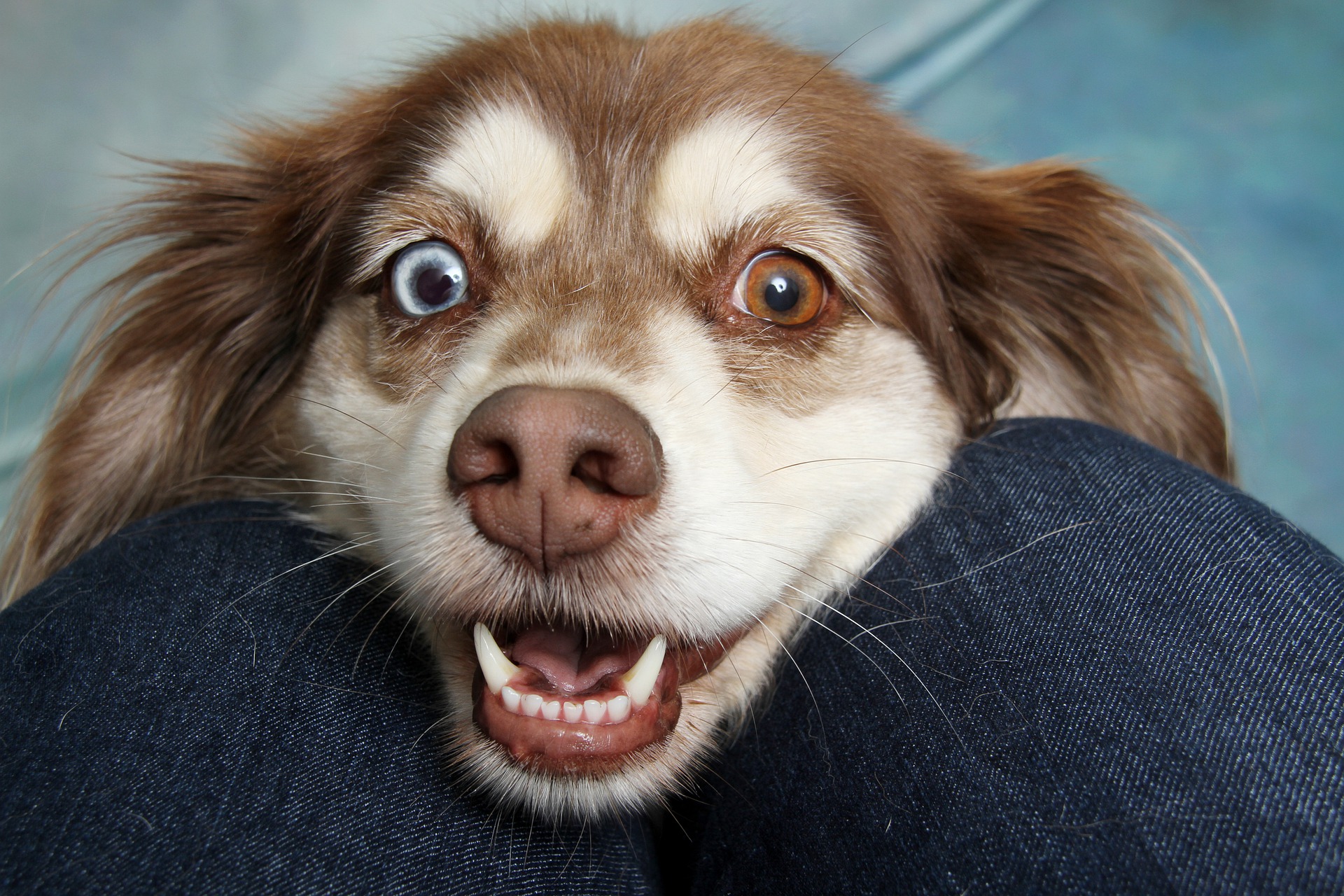 Are dog whiskers useful?