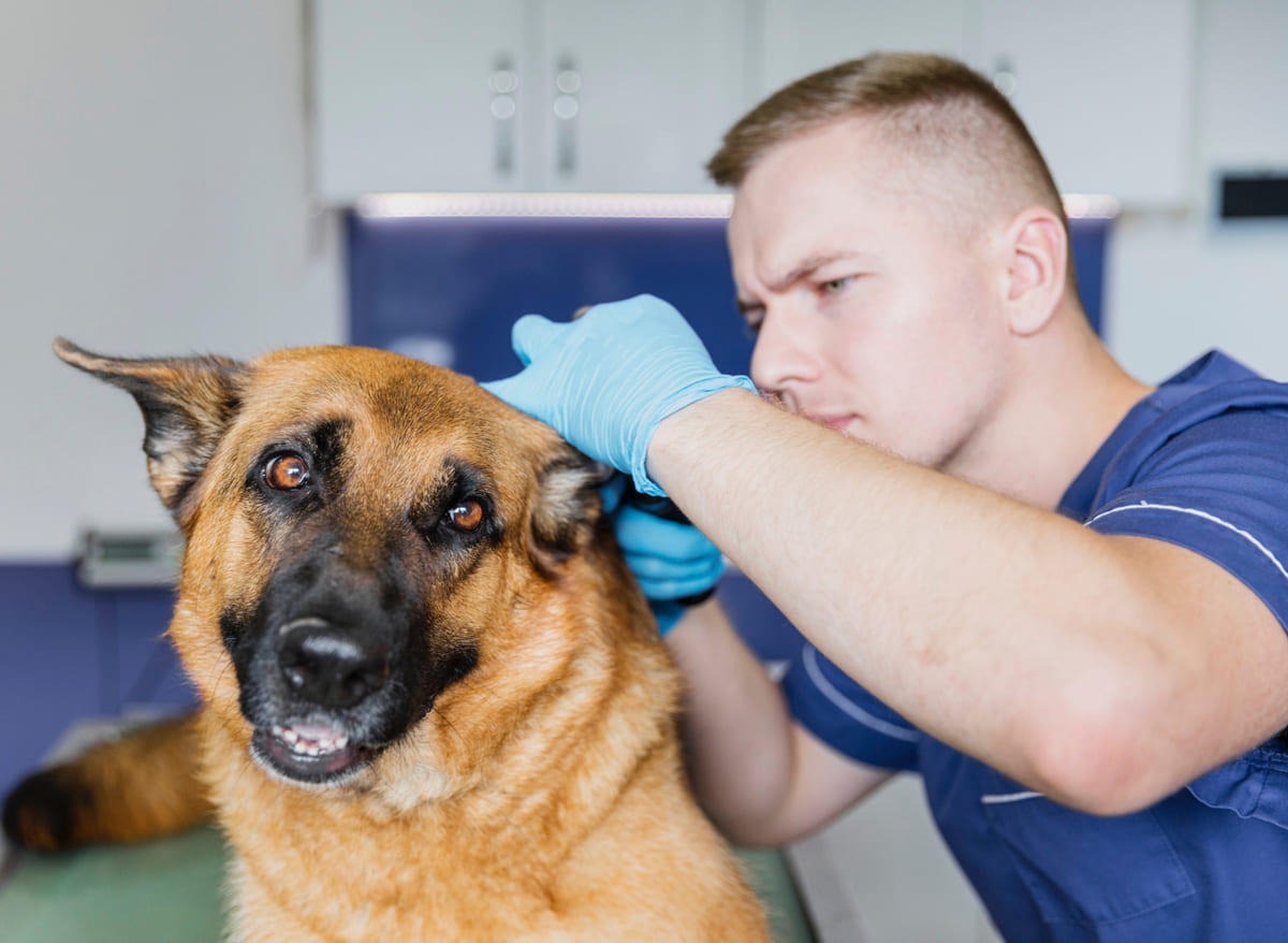 German Shepherd dog at the veterinarian's examination