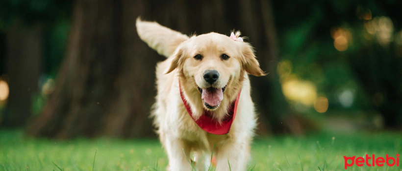 Ways to Keep Dogs' Coats Healthy and Shiny