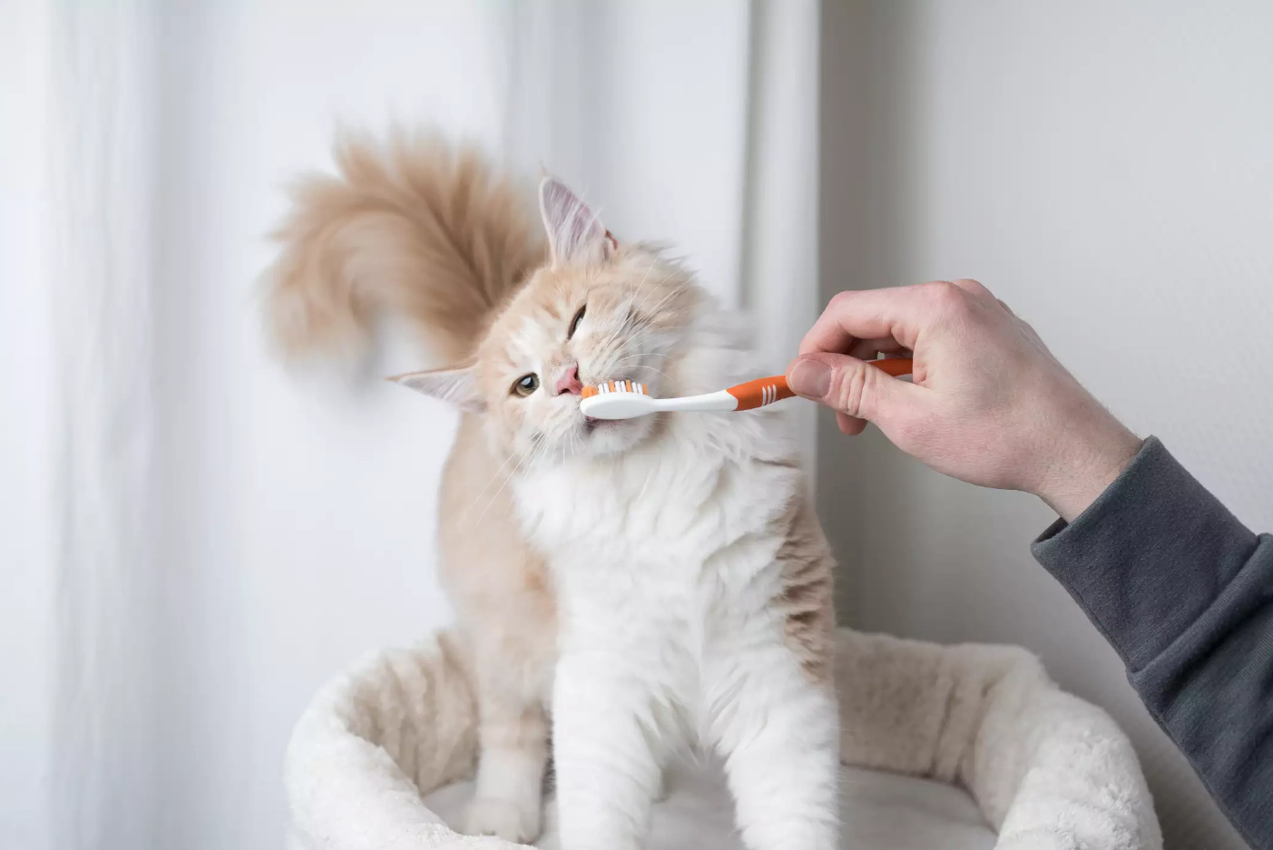 Cat sniffing toothbrush