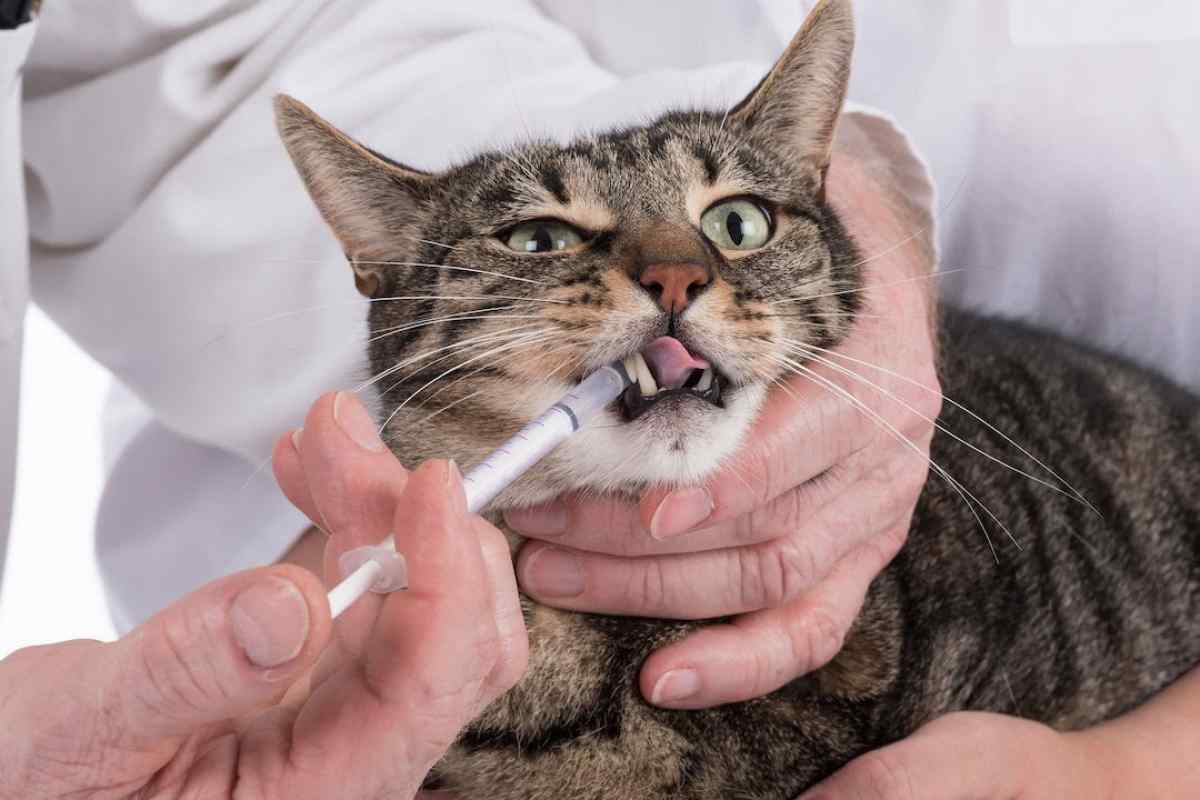 Tabby cat with medication injected in its mouth