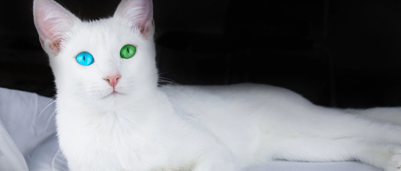 Van Cat Characteristics, Care and Feeding