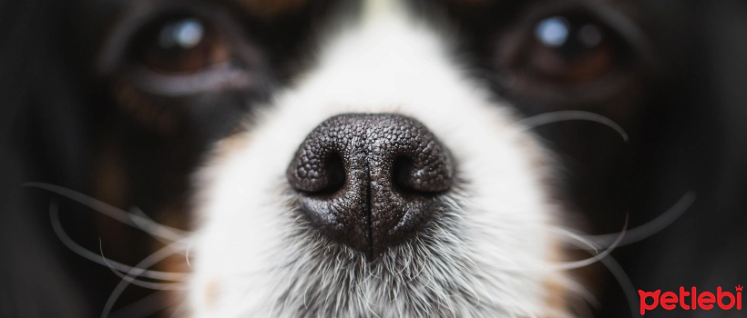 Why Do Dogs' Faces Swell? Causes of Facial Swelling in Dogs