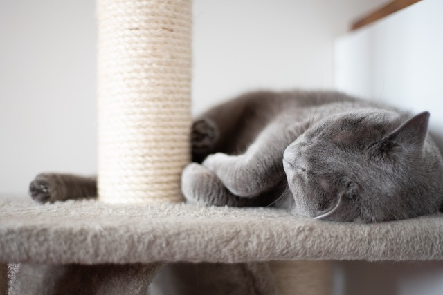 A gray cat lying next to the scratching post