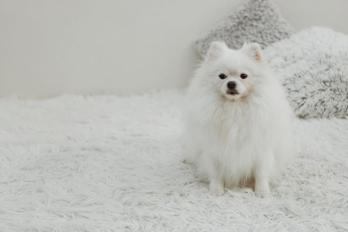 Pomeranian dog with white fur