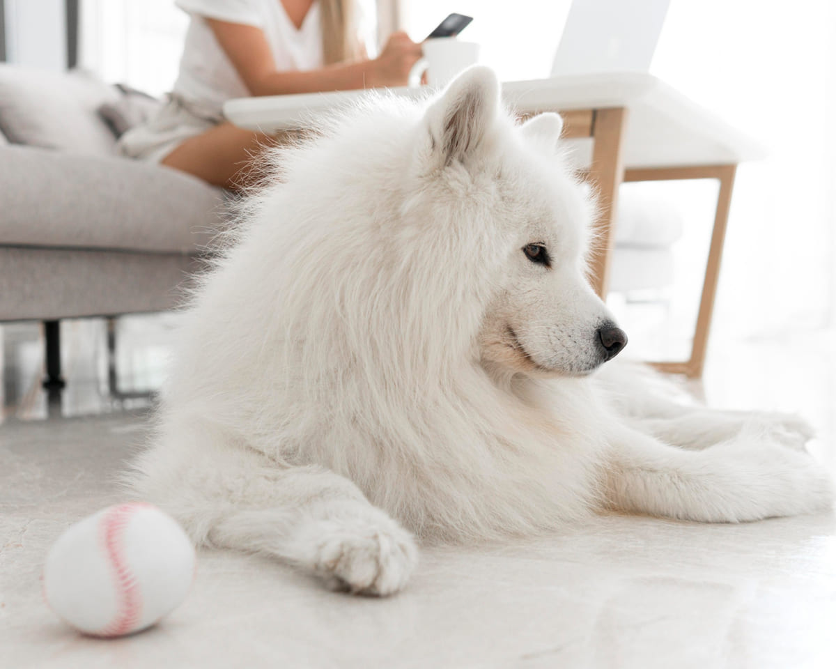 White-furred Samoyed dog sitting at home