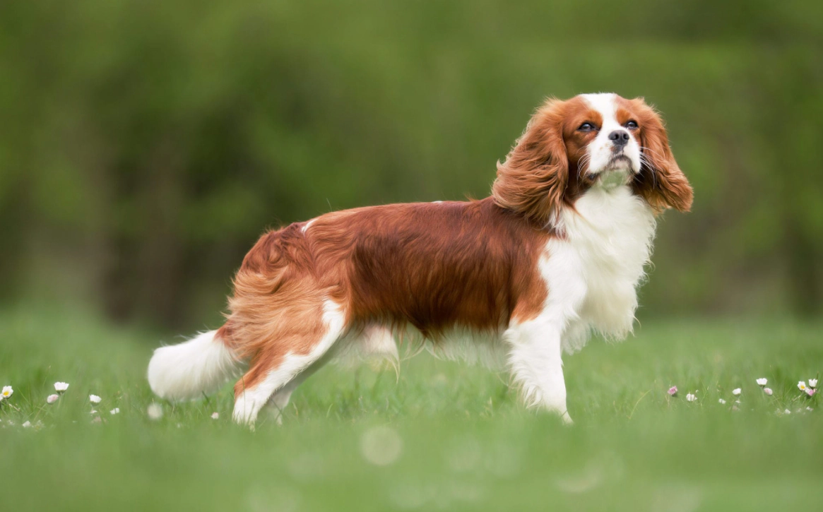 Cavalier King Charles Spaniel standing on the grass