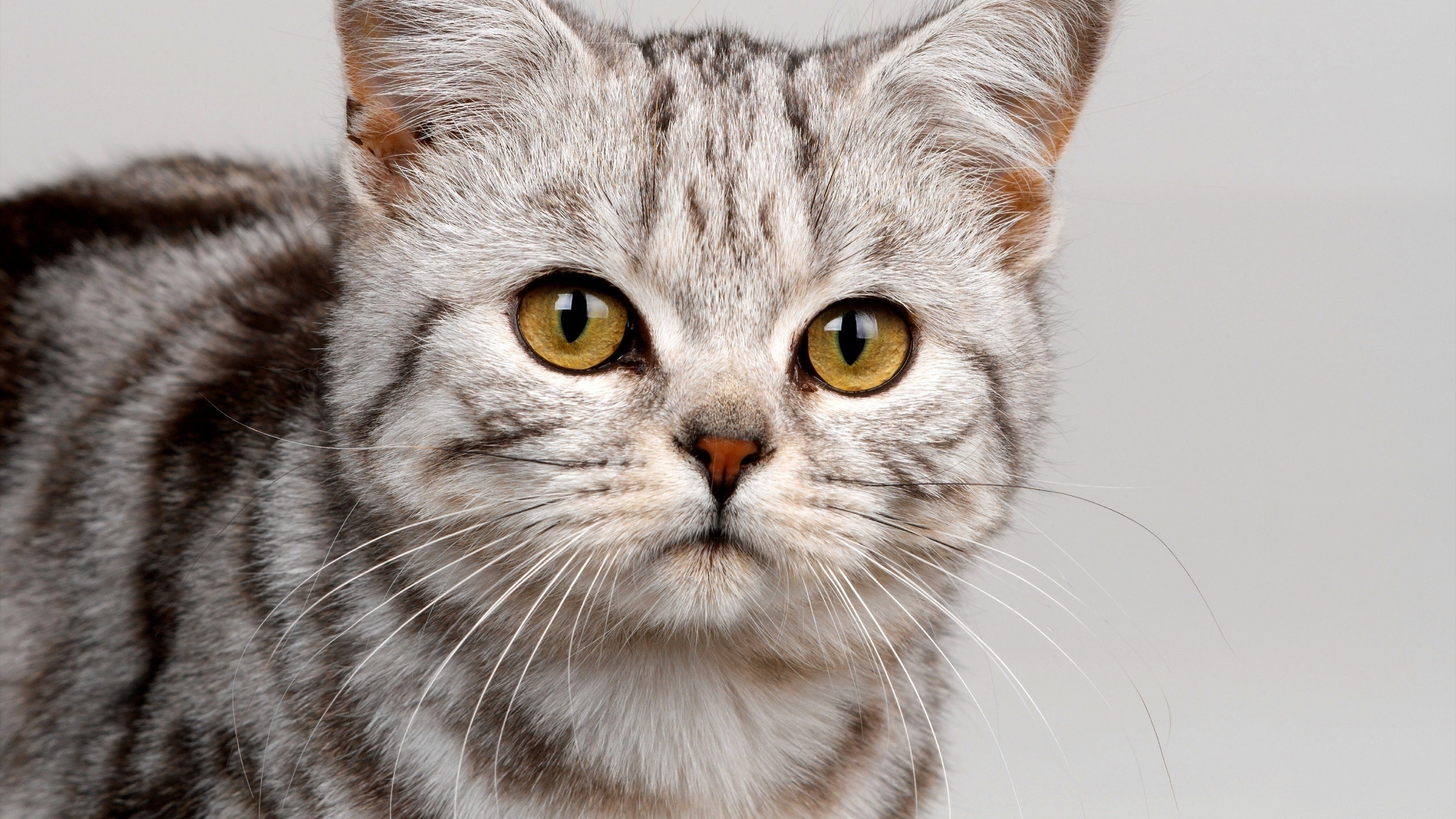 Gray and white cat with open eyes
