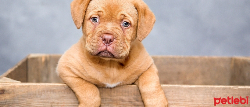 Common Misconceptions About Dogs: Myths and Facts