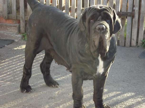 Neapolitan Mastiff breed dog