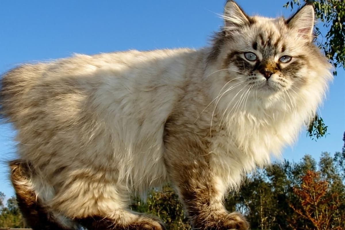 Cat with long-haired paws and a face in shades of brown