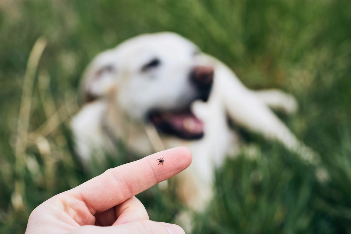 External parasite on the finger