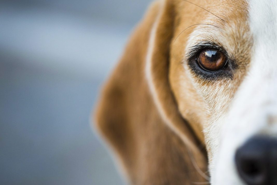 A dog with brown and white fur