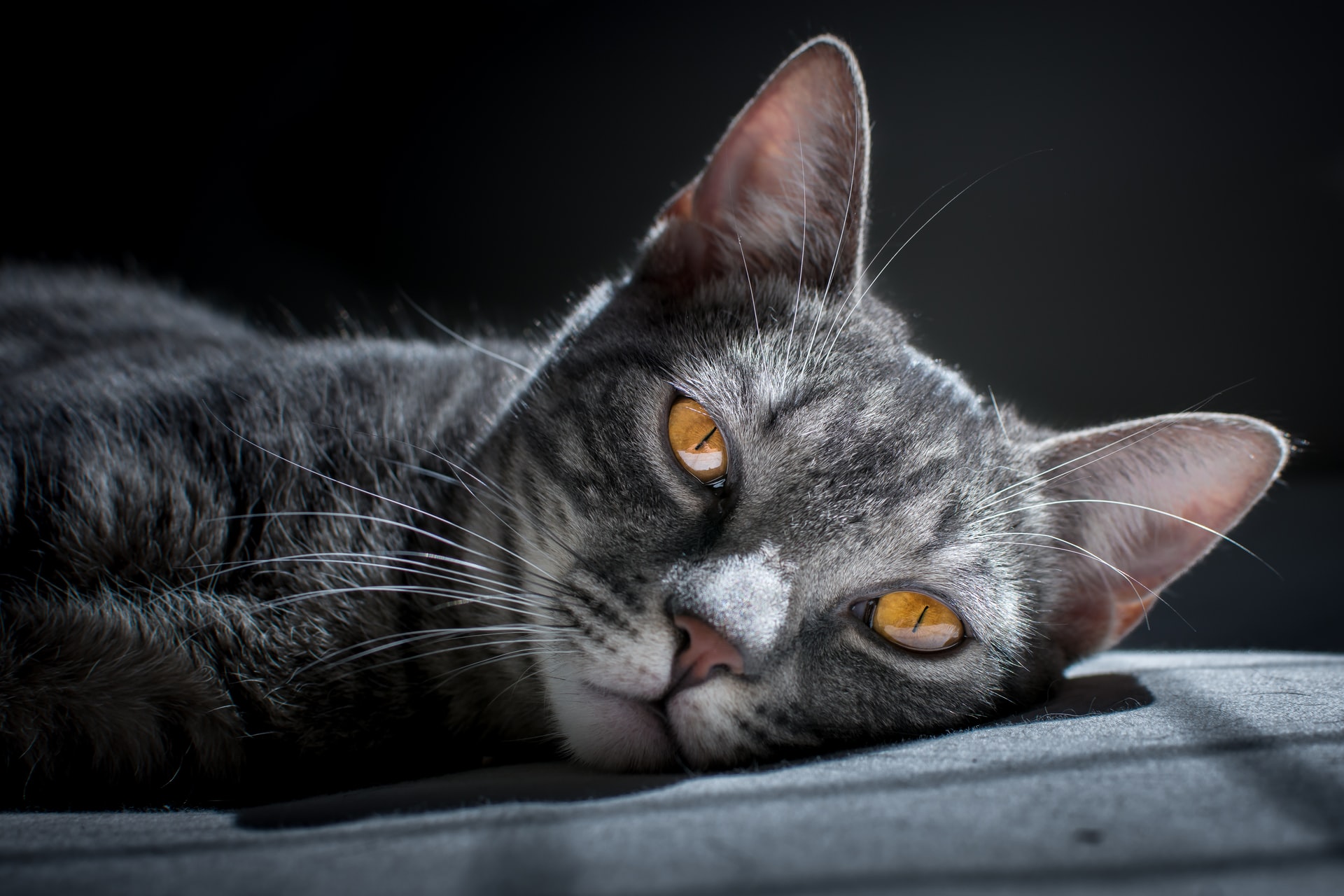 Gray cat lying on the floor