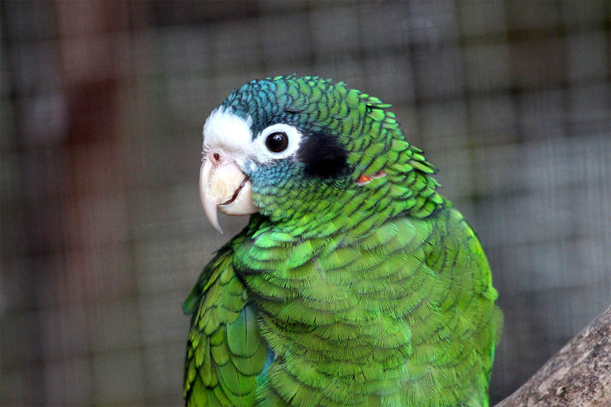 Side view of Amazon Parrot