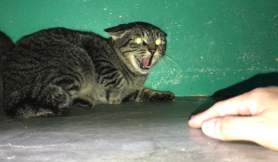 Frightened cat hissing by a green wall