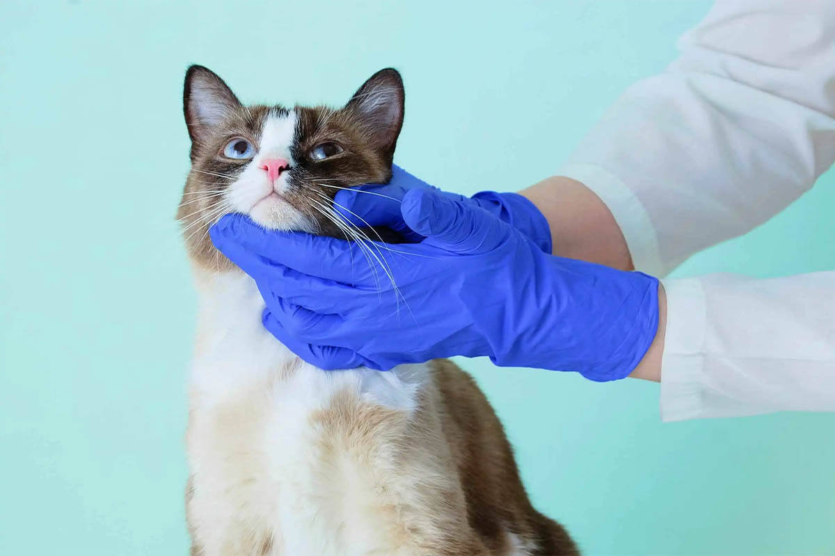 A snowshoe cat under the control of a veterinarian in blue gloves