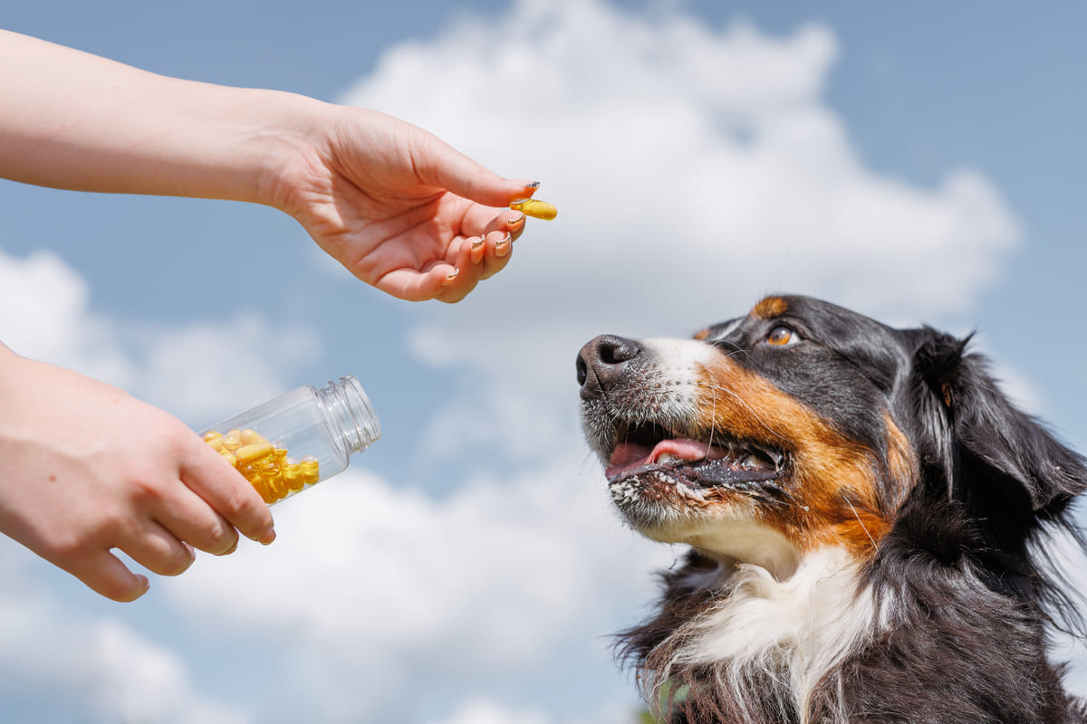 A dog with long black-brown fur and its owner giving it supplements