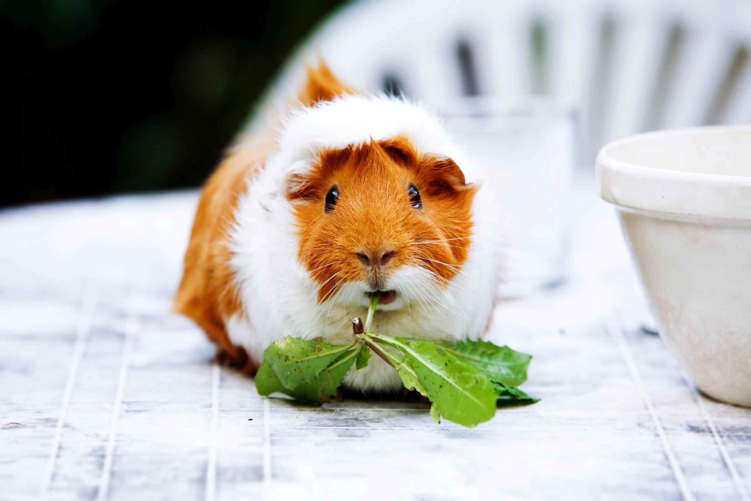 Guinea pig eating green leaves