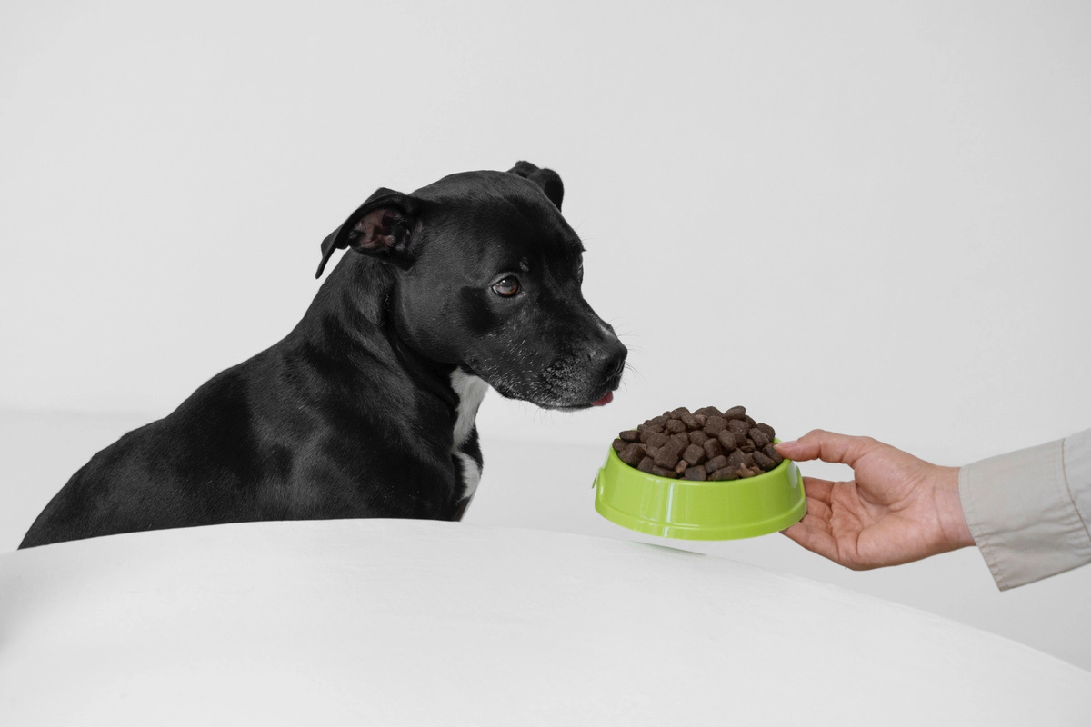 Black-furred dog to which its owner extends its food bowl
