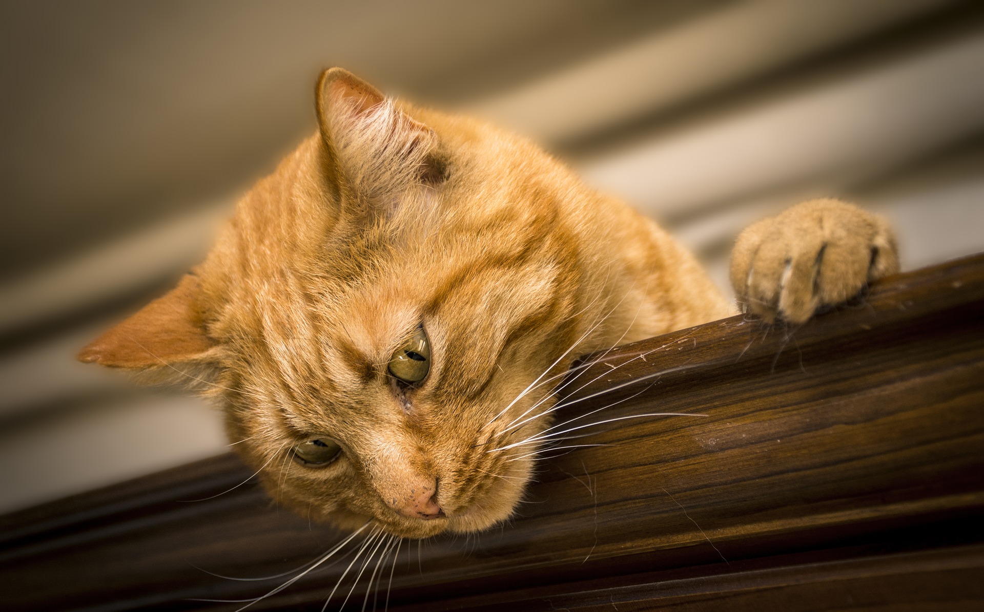 Why Do Cats Urinate Other Than Their Litter Box?