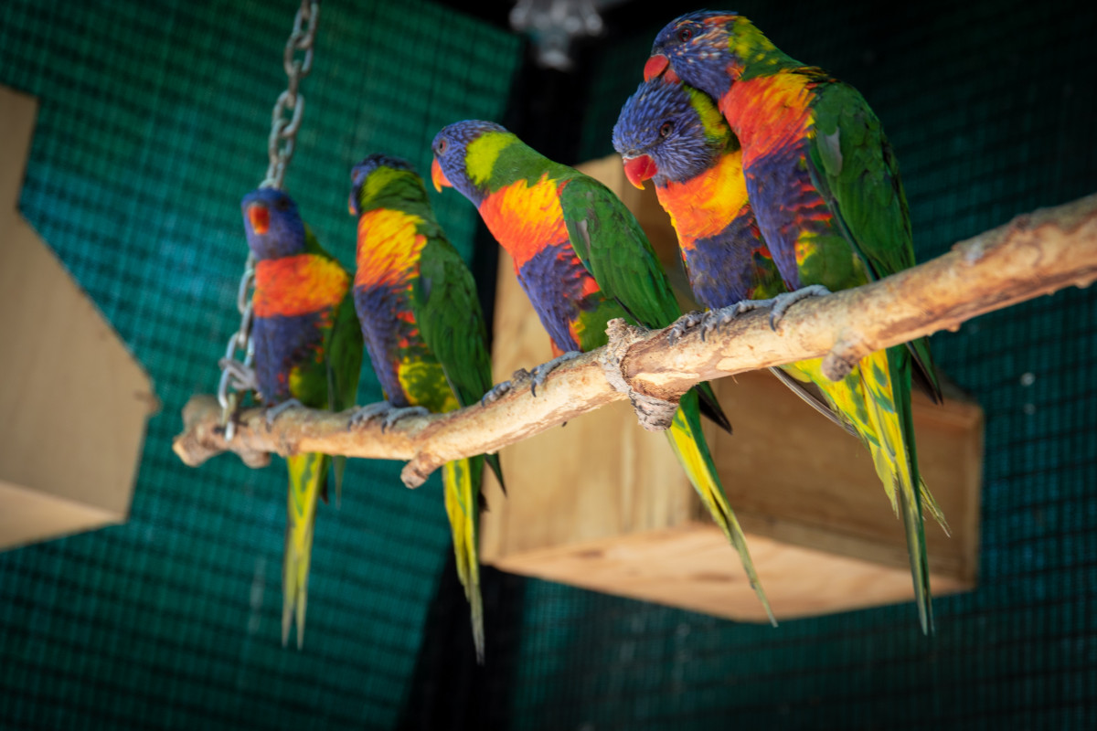 Parrots on a string
