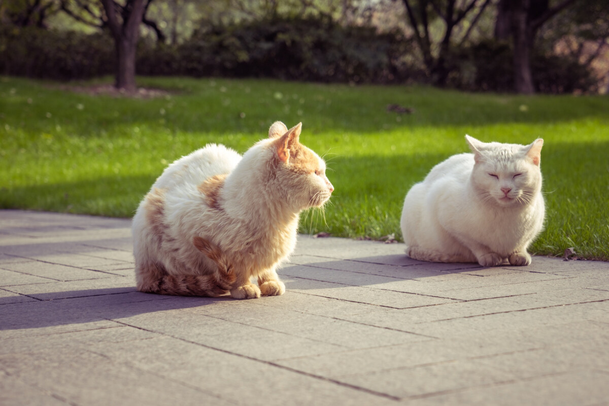 Two cats standing side by side