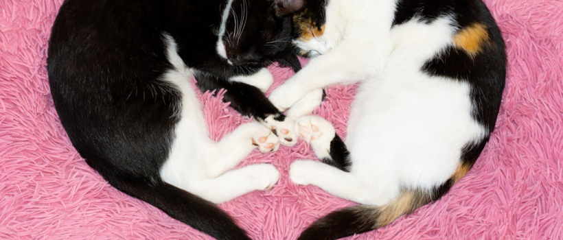 Matting in Cats, When Do They Mate? How Do They Mate? Things to Note