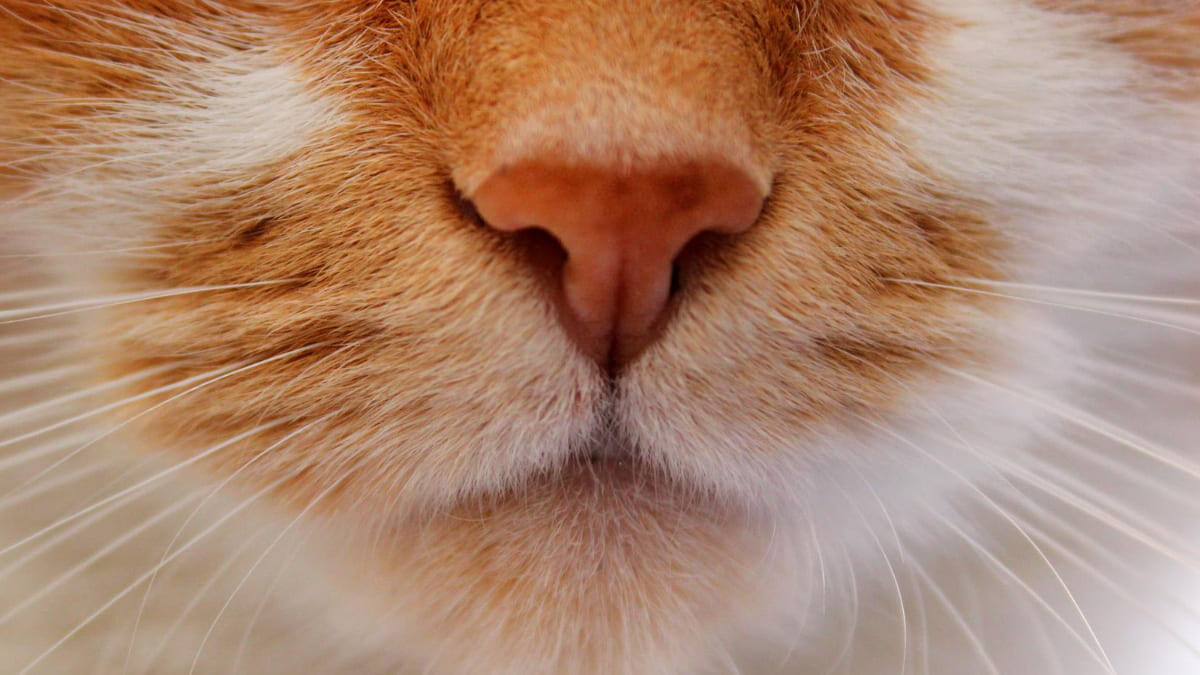 Smells Cats Dislike and Other Things That Annoy Cats