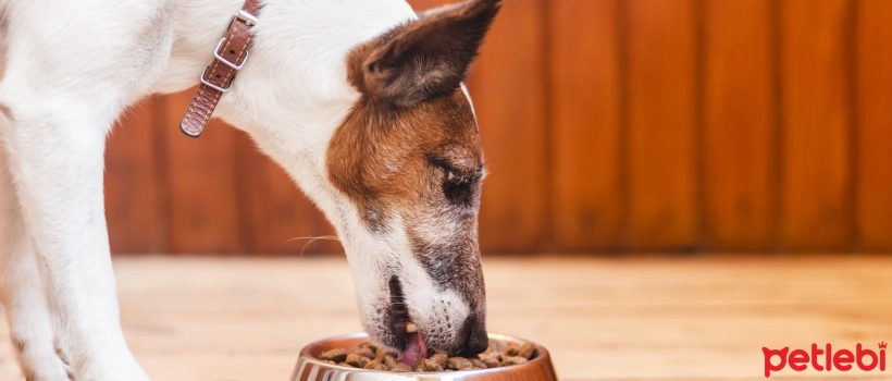 Dog Breeds Requiring Special Feeding